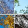 4 seasons representing seasonal variations in alcohol consumption