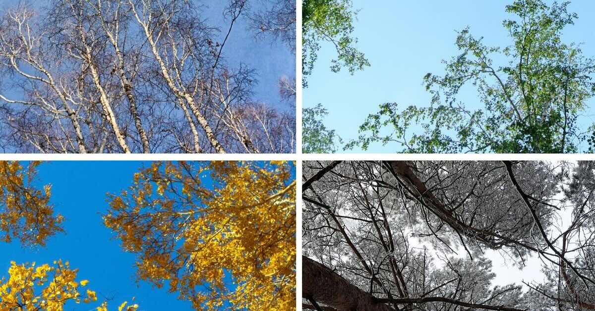 4 seasons representing seasonal variations in alcohol consumption